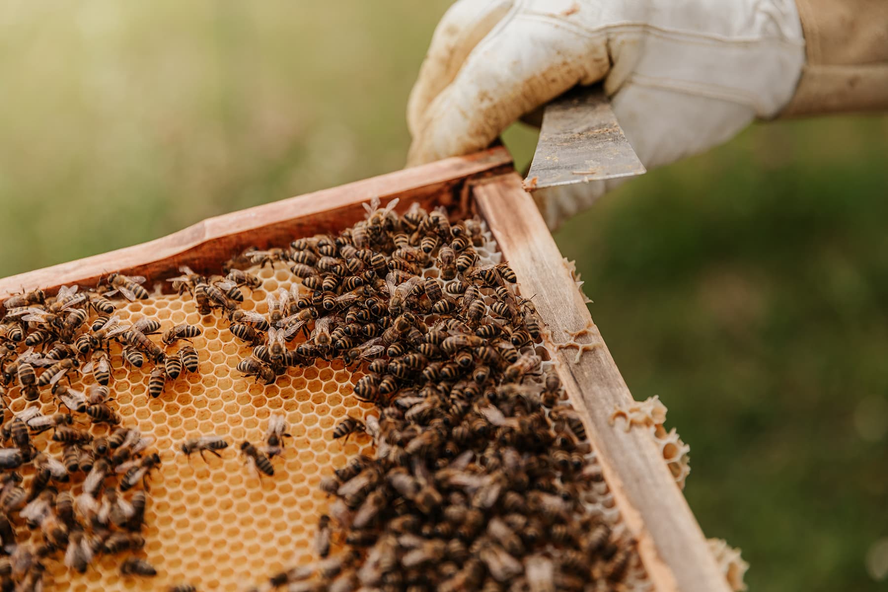 PT Beekeeping