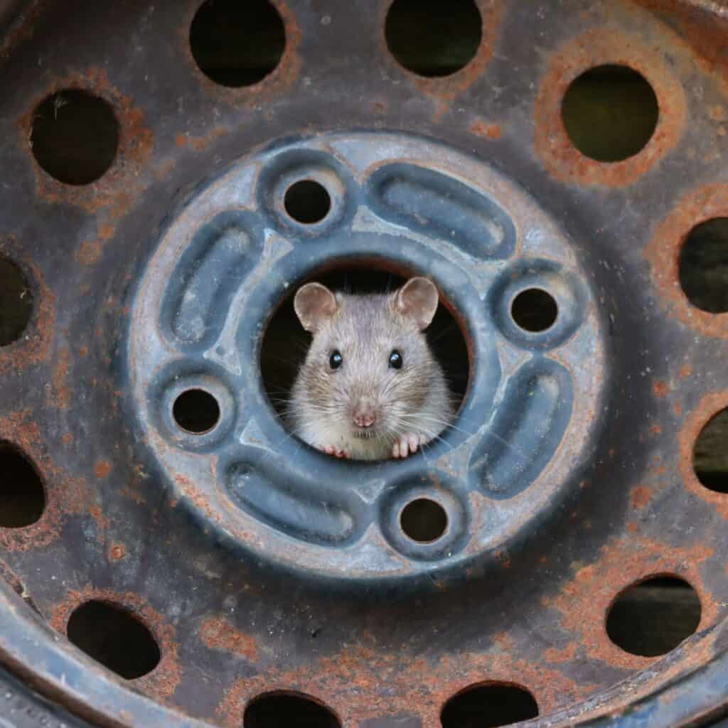 IMG 5428 Rat In Old Car Tyre Sq