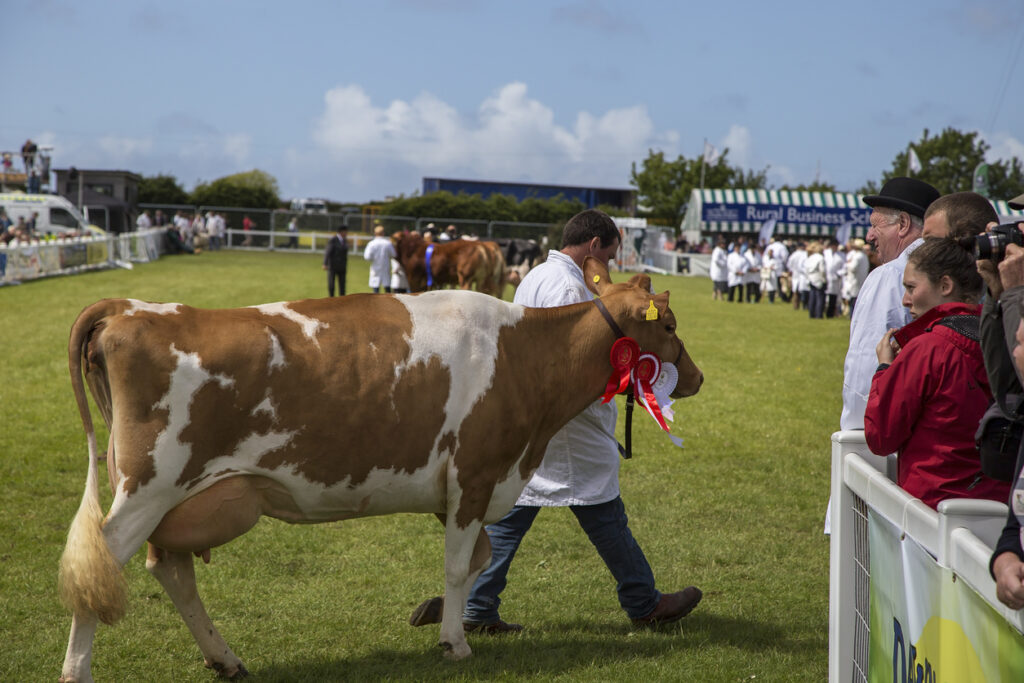 Wadebridge, Cornwall, UK, June 6 2015 - Showing a Cow at a local show taking place on public property, shot on a sunny day in a grass field