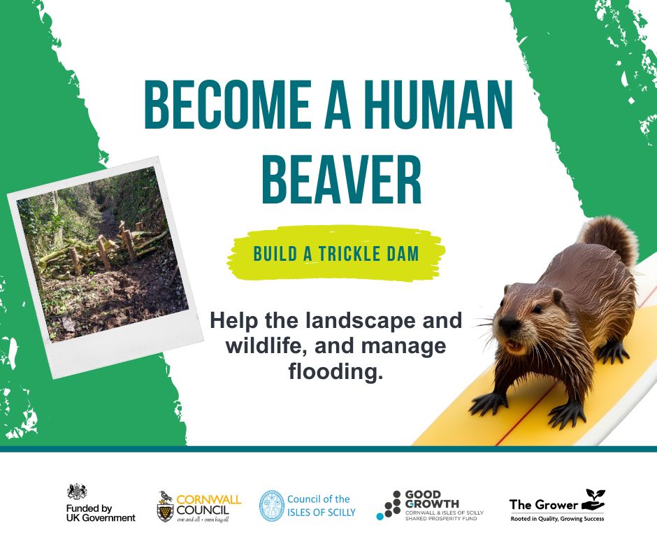 Beaver Activity
