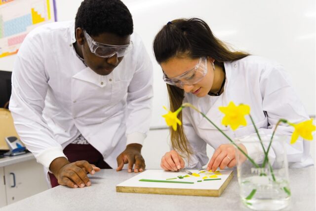 Two students in lab coats dissecting a daffodil in a laboratory.