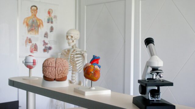 A microscope and models of human organs are lined up on a table. There is an educational skeleton in the background.