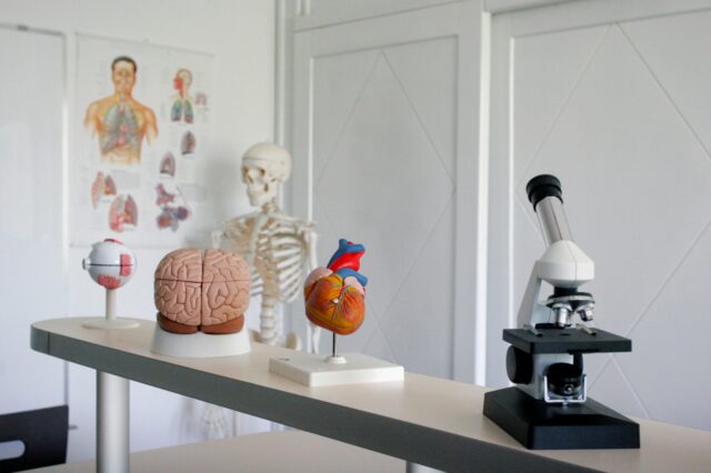 A microscope and models of human organs are lined up on a table. There is an educational skeleton in the background.