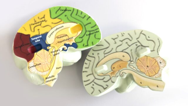 A model of a human brain split in half.