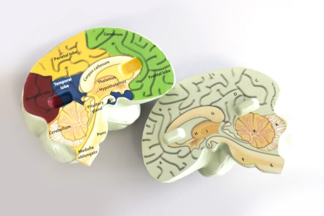 A model of a human brain split in half.