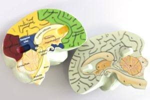 A model of a brain split in two halves. There are labels on the different parts of the brain.
