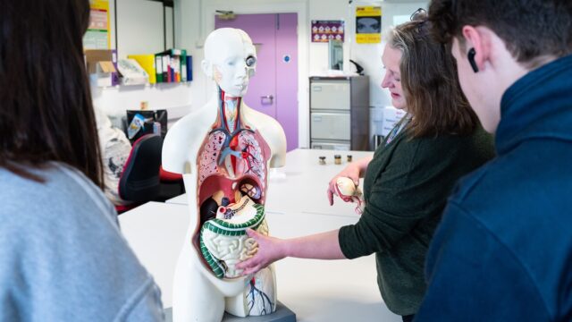 A person standing with a dummy of a person that shows their internal organs.