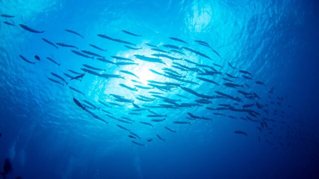 A school of fish in the ocean and divers underneath.