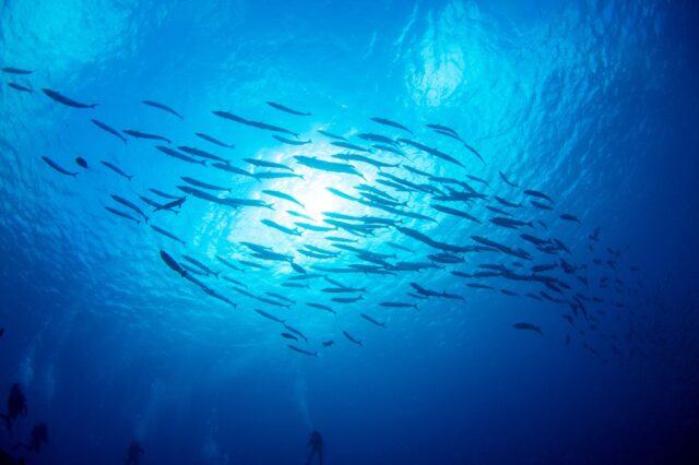 A school of fish in the ocean and divers underneath.